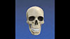 3D頭蓋骨