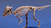 パキケファロサウルスの骨格