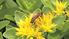 花粉を集めるミツバチ