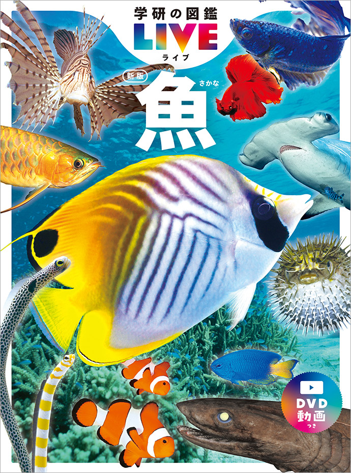 魚