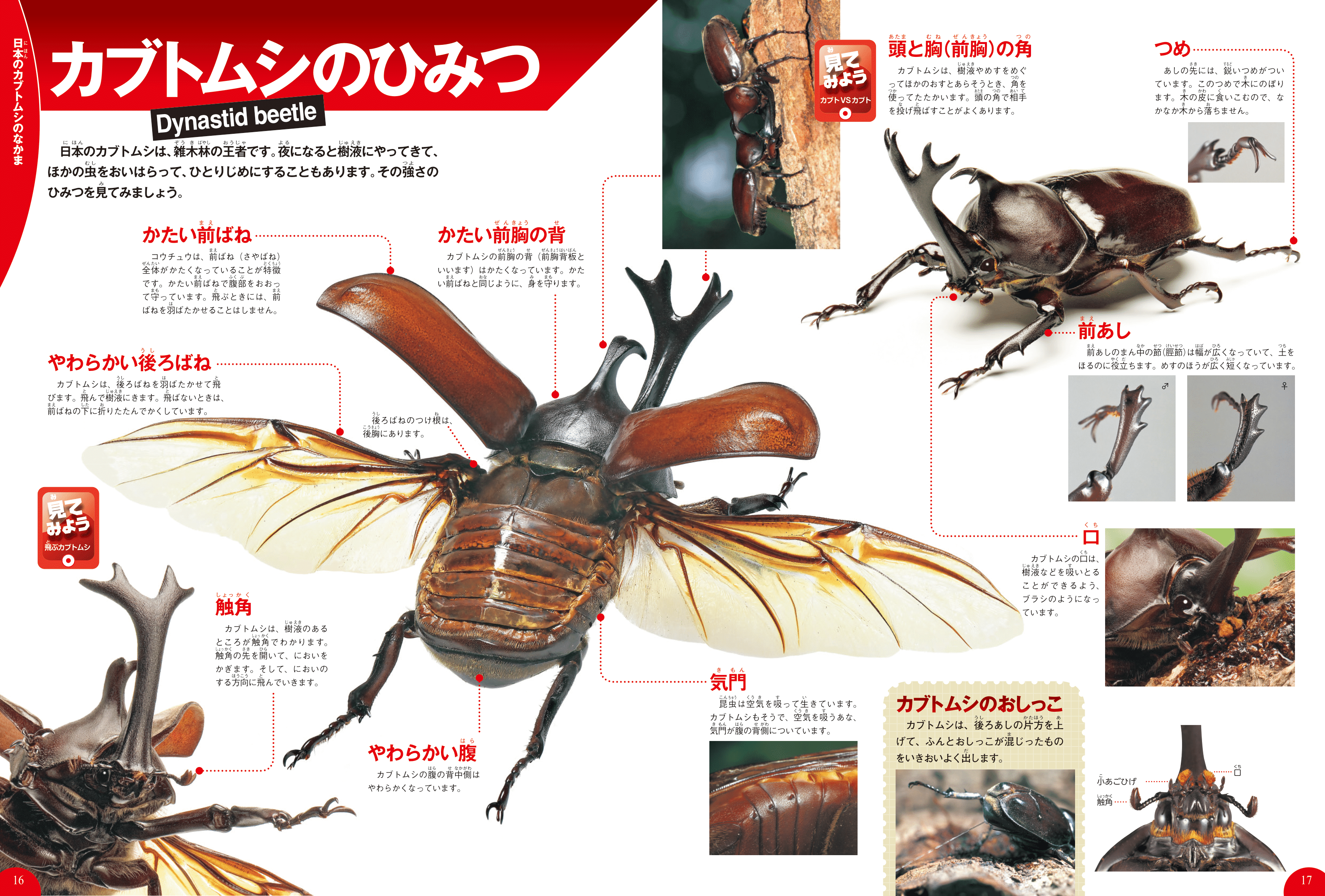 カブトムシ・クワガタムシ｜学研の図鑑LIVE｜学研の図鑑（Gakken）