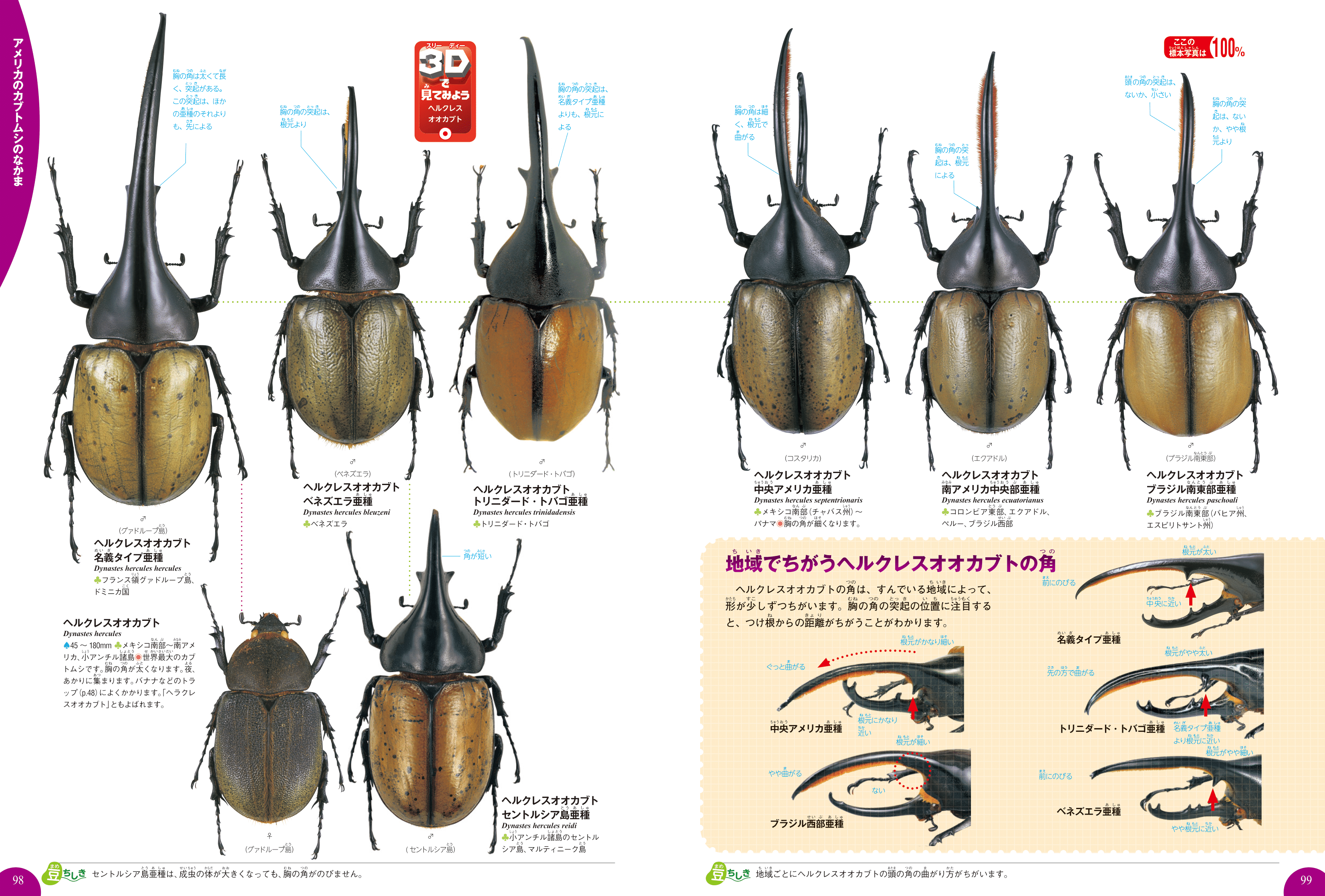 代引可】 立体昆虫図鑑 世界のカブトムシ 世界のクワガタ 2個セット 昆虫 リアルフィギュア