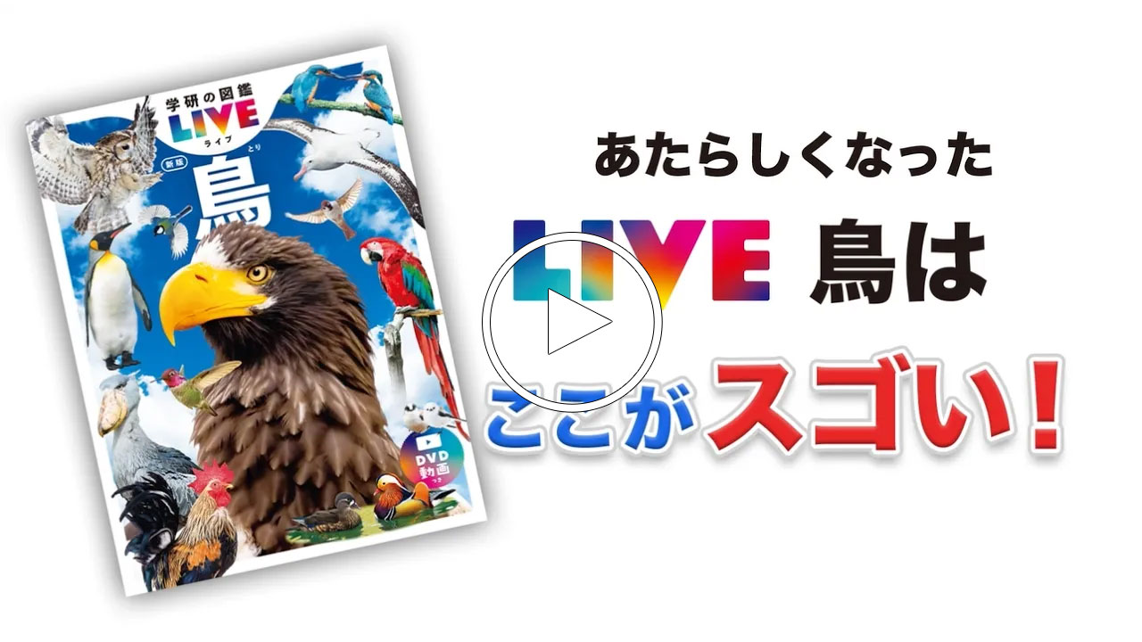動画をのぞいてみよう
