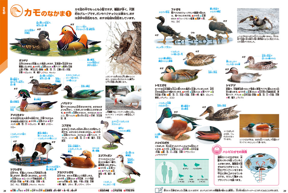 収録種数は類書中No.1の約900種！