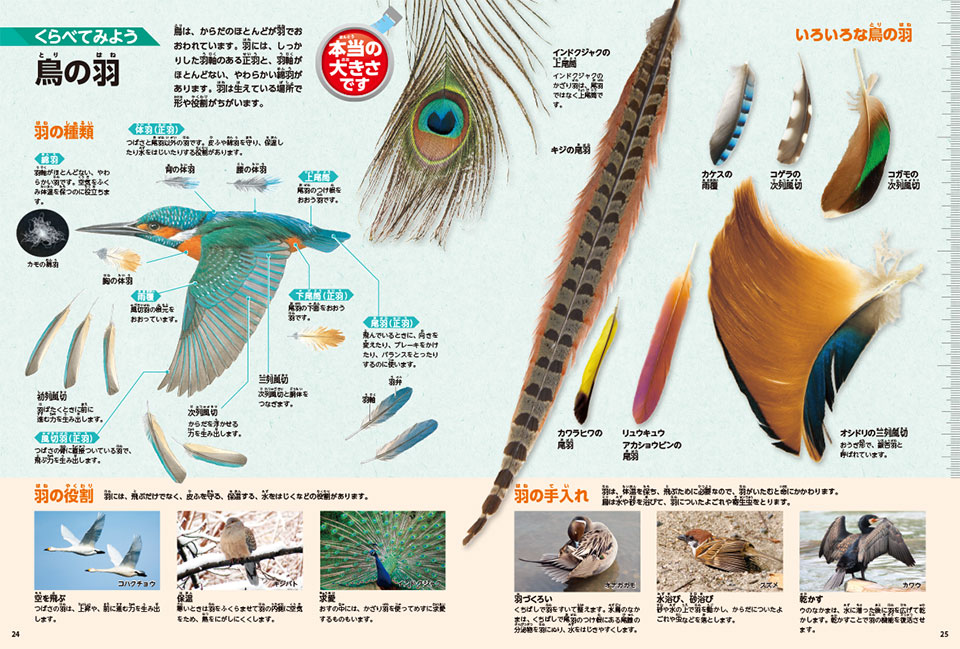 驚きの連続！　からだのしくみがわかる特集ページ