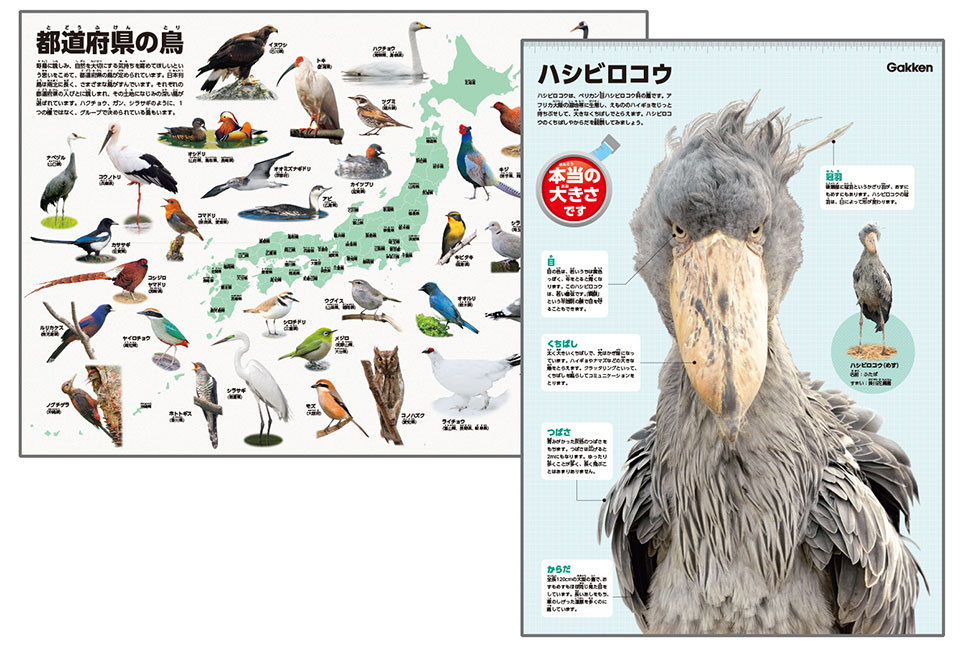 特典充実！（都道府県の鳥/本当の大きさハシビロコウポスター、音声、DVD+動画つき）