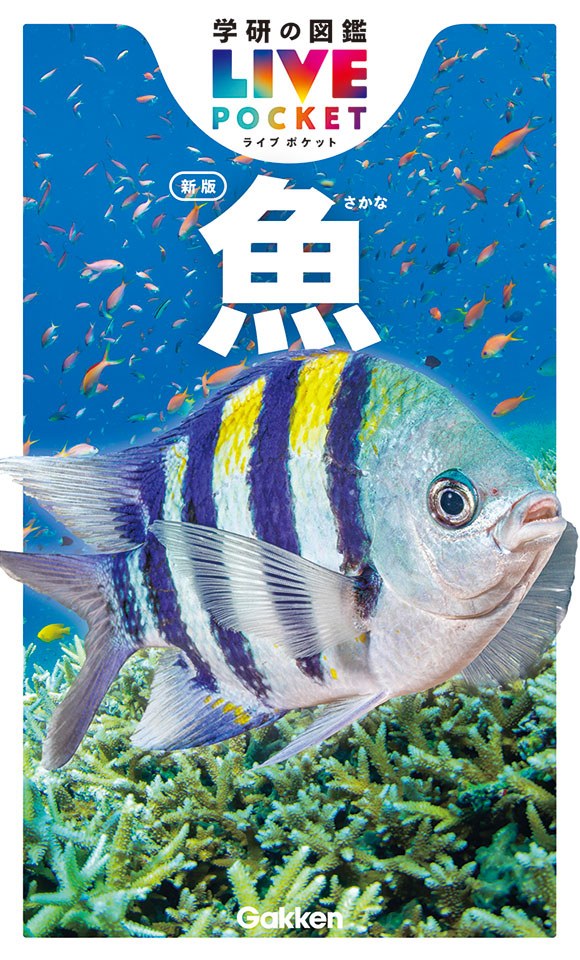 魚　新版