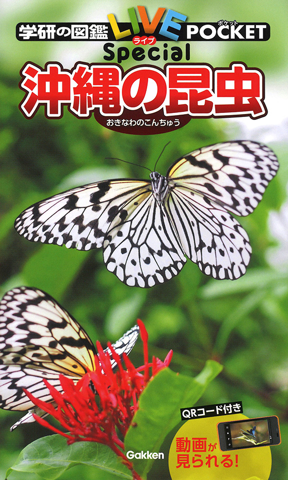 沖縄の昆虫