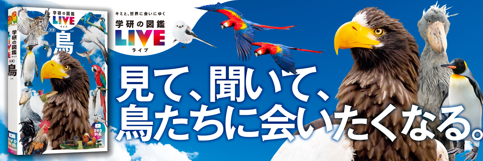 鳥