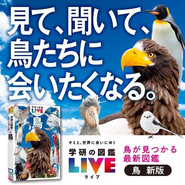 鳥