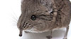 ハネジネズミの鼻の動き