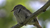 ウグイスの鳴き声と子育て